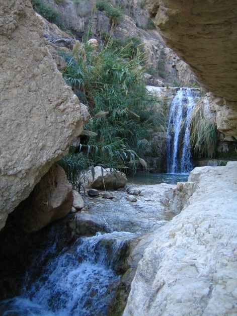 Wadi David vizeses
